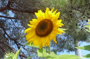 太陽の花