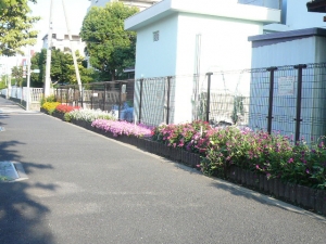 真夏の花壇