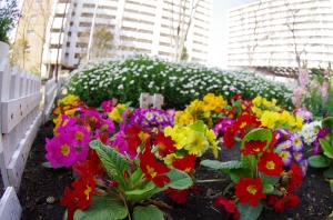 西新小岩リバーハイツの花壇