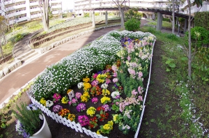 西新小岩リバーハイツの花壇