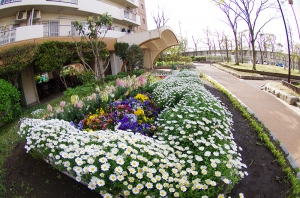 西新小岩リバーハイツの花壇