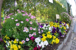 上平井中学校の花壇