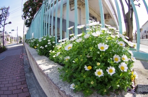 東新小岩保育園の花壇