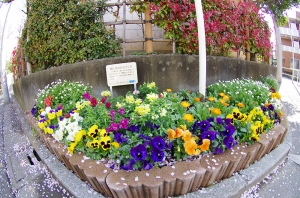 上小松小学校の花壇