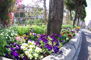 上小松小学校の花壇