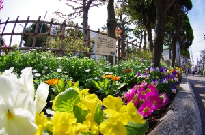 上小松小学校の花壇