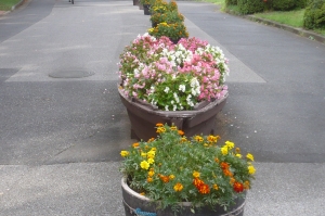 水元公園のメーンストリート