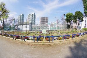 渋江公園の花壇