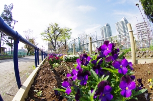 渋江公園の花壇