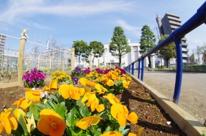 渋江公園の花壇