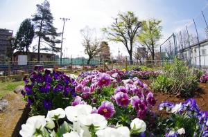 渋江公園の花壇