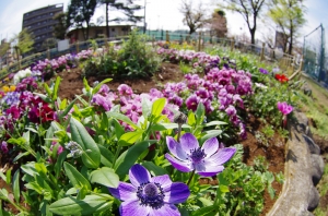 渋江公園の花壇