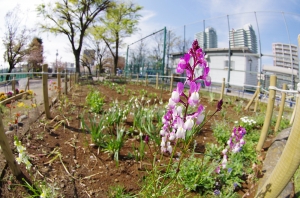 渋江公園の花壇