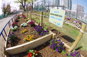 渋江公園の花壇