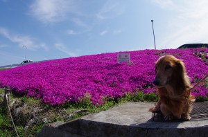 芝桜