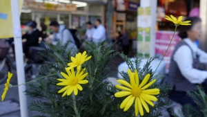 花は街の顔