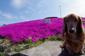 芝桜