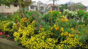 さながら「菊彩展」