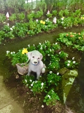 金町駅前南口の花守ワンちゃん