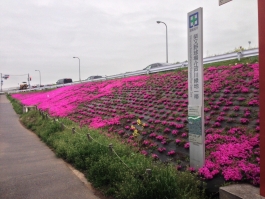 江戸川堤の芝桜