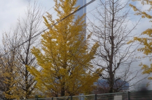 秋は樹木も、花のように