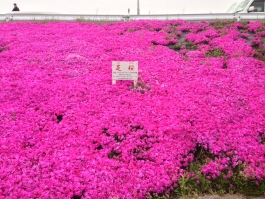 江戸川堤の芝桜