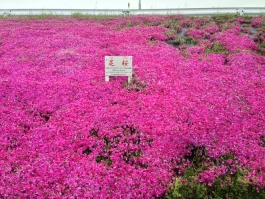 江戸川堤の芝桜