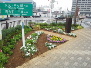 冬の花壇へ