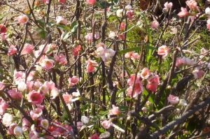 まるで桜のように