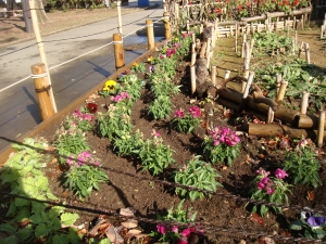 今年最後の花壇の模様替え