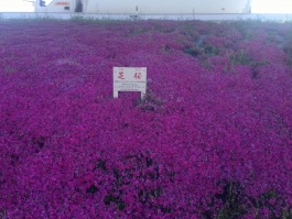 江戸川堤の芝桜