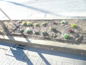 冬の花壇へ