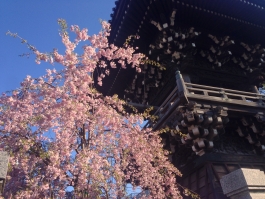 柴又帝釈天の枝垂桜 1