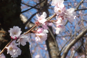 冬の桜