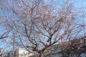 冬の桜