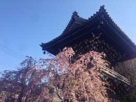 柴又帝釈天の枝垂桜 3