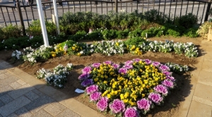 金町駅南口の花壇