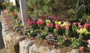 金町駅北口の花壇