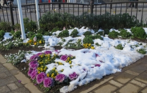 金町駅南口の花壇