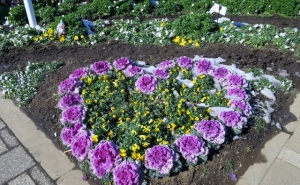 金町駅南口の花壇 その1