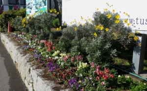 金町駅北口の花壇 その2