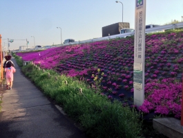 江戸川堤の芝桜