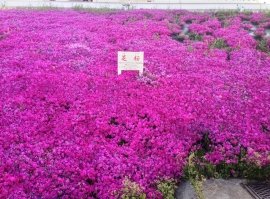 江戸川堤の芝桜