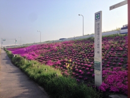 江戸川堤の芝桜