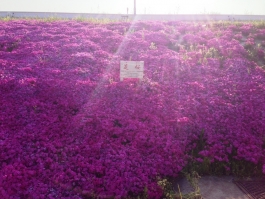 江戸川堤の芝桜