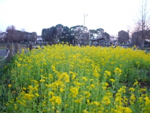 花いっぱいです♪