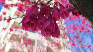 桜の季節