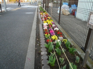 色とりどりの花が咲いています。