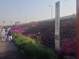 江戸川堤の芝桜