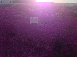 江戸川堤の芝桜